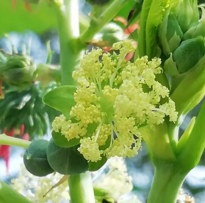 在故乡的土地上，若来一场植物种子选美，我选——蓖麻子