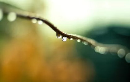 这个泼赖的春雨