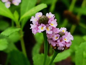 人间荒烟乱草，低首处，仍有花开——姬岩垂草