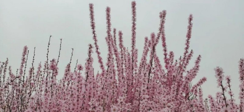 雨落时，燕来时山无言